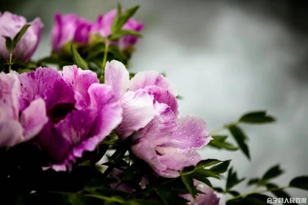 會寧：牡丹花開惹人“醉”